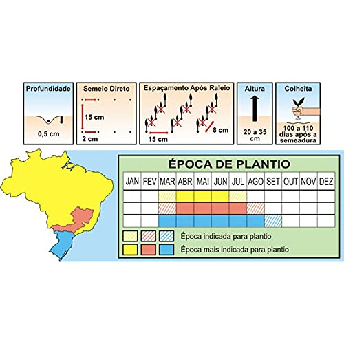 Sementes de Cenoura Nantes (Inverno) Pcte C/ 100 Gramas