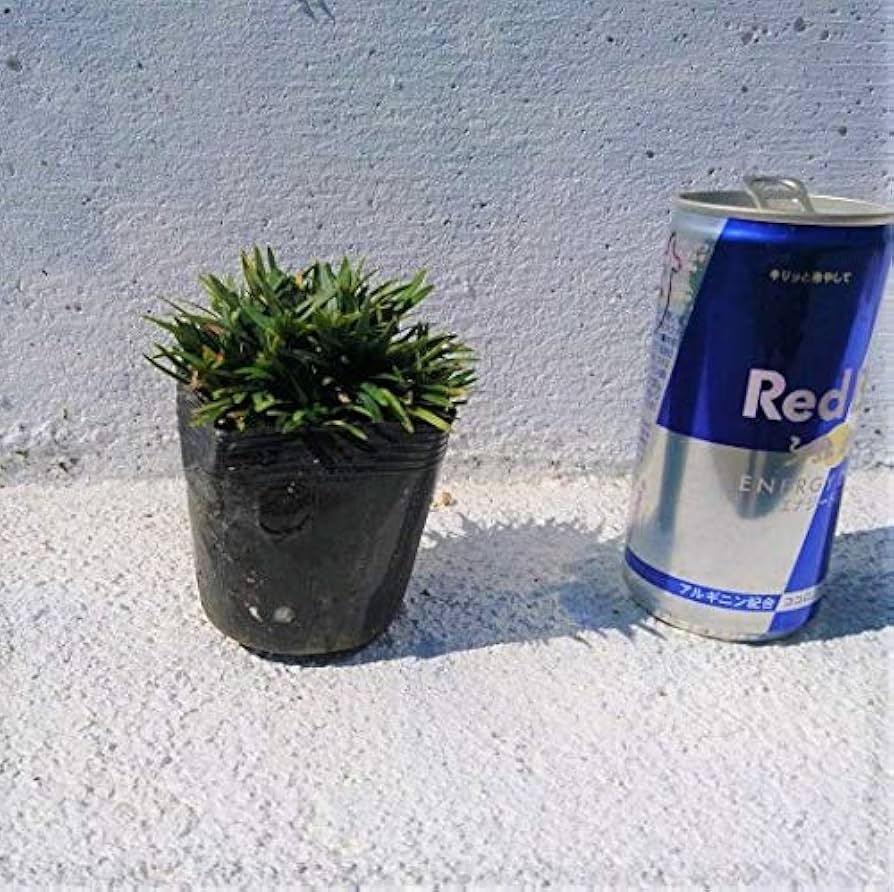 Amazon.co.jp: ヒメリュウ 80ポットセット 姫竜 姫タマリュウ