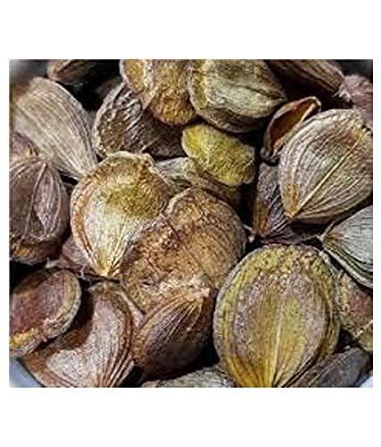 Harshringar (Parijat) Tree Seed (B09H48G84D) Amazon Price History, Amazon Price Tracker