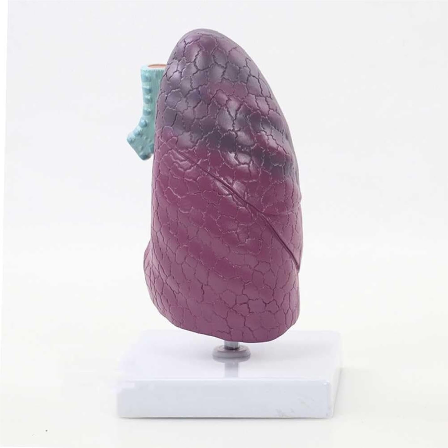 Scientifica Modello Esposizione Modello Di Anatomia Polmonare Umana Per Lo Studio E La Ricerca Della Scuola Medicina Per Comprendere Struttura Del Segmento Per Uso Educativo