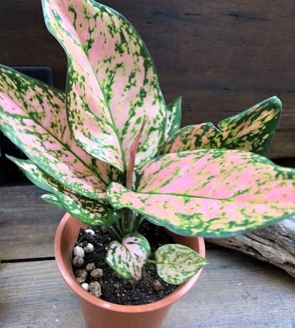 アグラオネマ 幸せになるタイの宝石 観葉植物 開催中