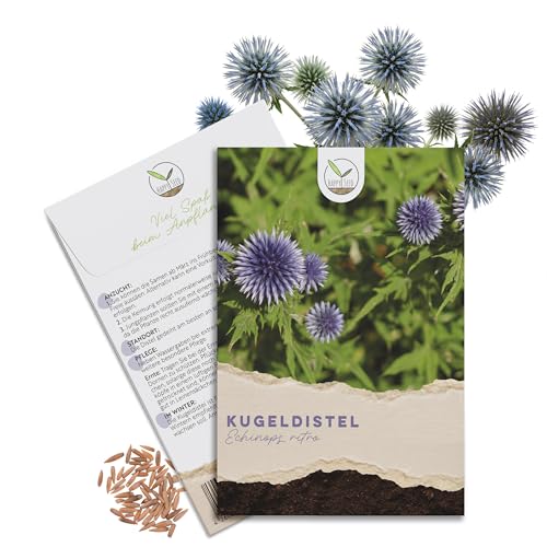 Kugeldistel Samen (Echinops ritro) - Bienenfreundliche Blumen mit blauen Blütenköpfen für eine bunte Blumenwiese, das Beet, den Balkon und die Terrasse