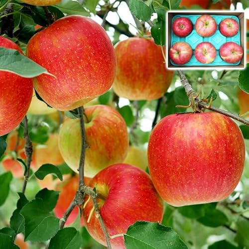 青森りんご シナノスイート 家庭用 10kg 林檎【青森県産】予約品:10月下旬〜収穫次第順次・出荷開始【出荷日お任せ・指定日不可】