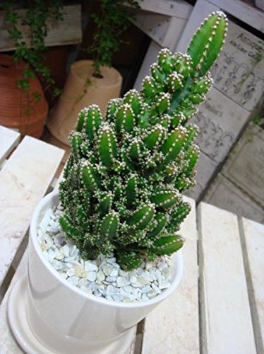 Amazon｜セレウス電磁波吸収サボテン（セレウスベルヴィアヌス） 丸鉢