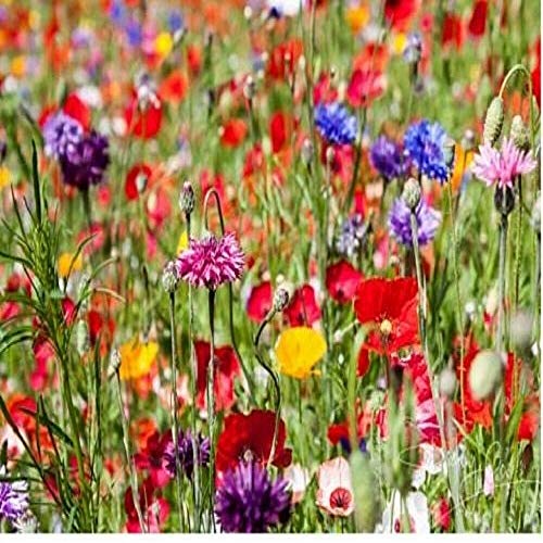 1Kg Pure Wild Flower Meadow Certified Seeds Over 20 Species of Flower Amazing Value Bulk WholesaleMix 777