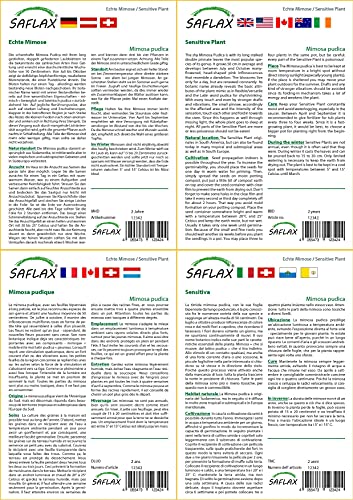 SAFLAX - Sensitiva - 70 semi - Mimosa pudica