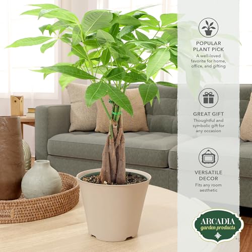 Image of LV64 Live Braided Money Tree Pachira Aquatica Indoor Houseplant in Arcadia Garden Product's Branded Plastic Pot, Tropical Plant Collector Gift for Home and Garden Decor, 6-inch, Tan