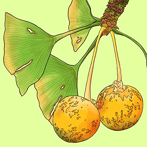 Ginkgo Biloba Amazon.in Books