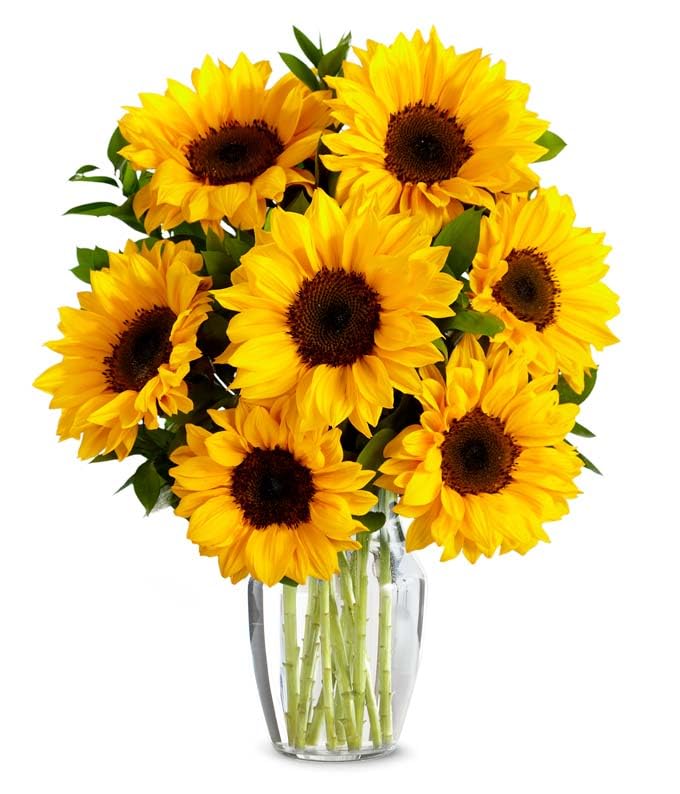 From You Flowers - Stunning Sunflowers with Glass Vase | Fresh Flower Bouquets for Birthday, Anniversary, Get Well or Celebration
