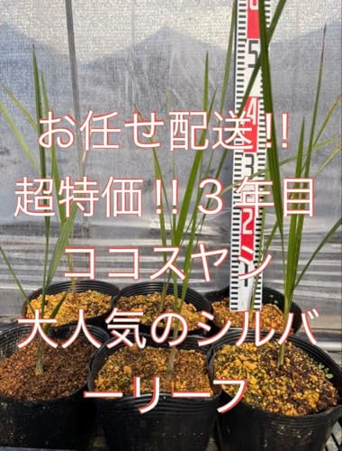 ココスヤシ」の人気商品一覧 | 安い商品を通販サイトから探す - 価格.com