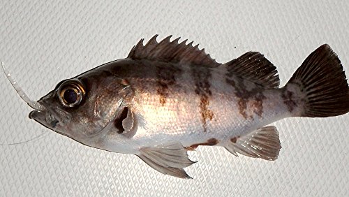 Berkley (バークレー) バブルリーチ 2.5インチ クリアレッドフレック PBSSBLCH2.5-CLRR アジング メバル 3枚目