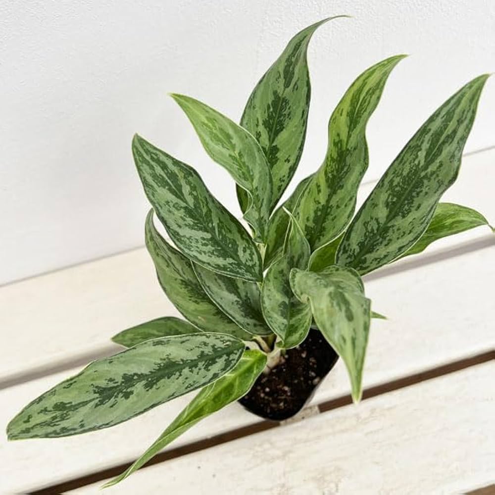 アグラオネマ アグラオネマ：サイアム ジェイド 3号鉢植え の通販 | 園芸ネット