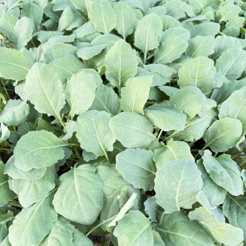 Blumenkohl Jungpflanzen Clapton 12er Set Gemüsepflanzen