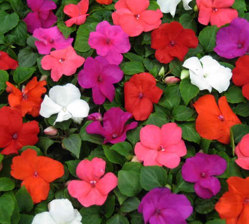 Raunak Seeds Omaxe Impatiens Babby Mixed Variety (B01IZRS12S) Amazon Price History, Amazon Price Tracker