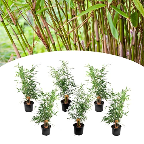 Plant in a Box - Set de 6 Fargesia Rufa - Bambou non traçant - Arbuste exterieur jardin persistant - Pot 13cm - Hauteur 25-40cm