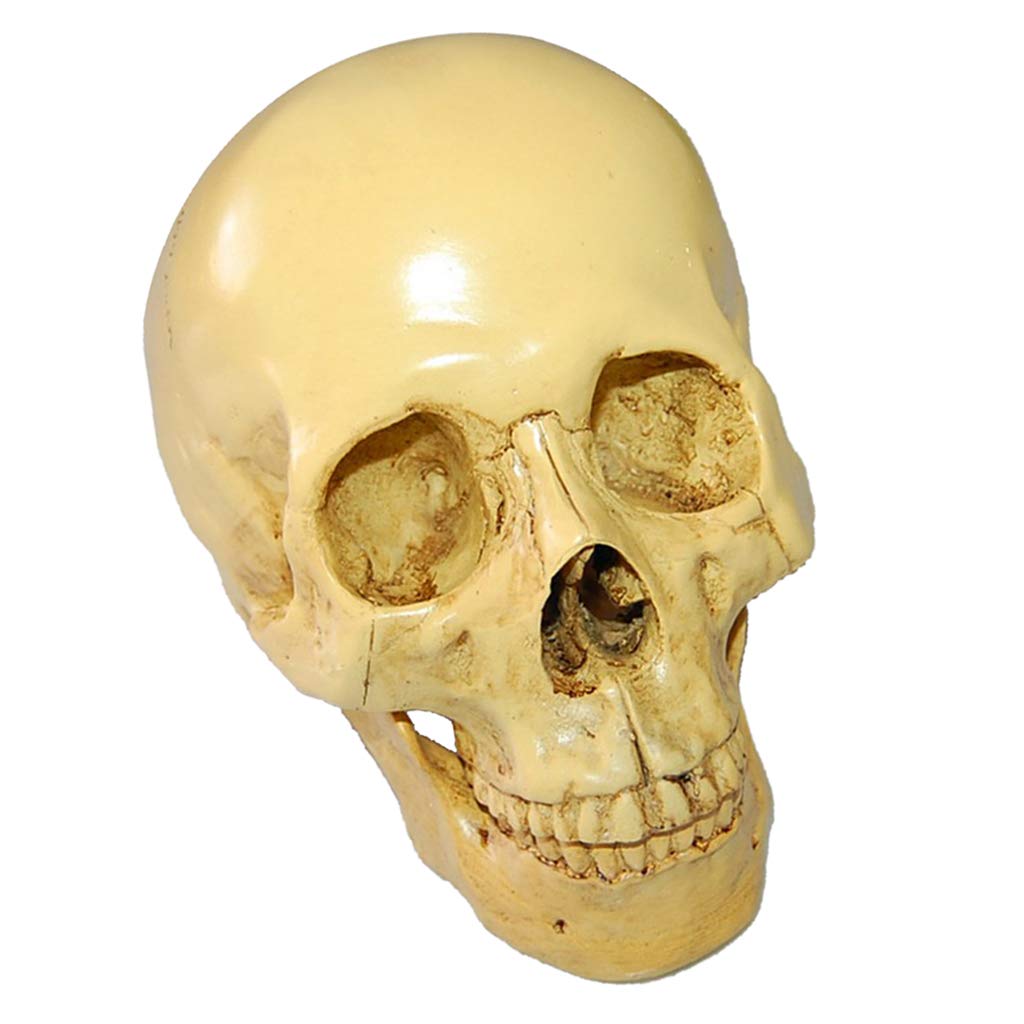 1:1 Realista Replica Cráneo Resina Cráneo Esqueleto Cabeza Modelo