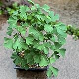 ginkgobaum winterhart - mehrjährig, balkon alte sorten 6samen