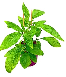 Florapartner Pepino Melonenbirne Pflanze 3Stk.