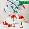 Costa Farms Amaryllis Bulb (Pack of 2) - Live Plant with Red Flower Blooms, Easy to Grow Indoor Outdoor House Plant, Christmas Holiday Decoration, Gifts, Room and Home Decor #3