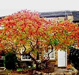 500 Rhus typhina Seeds - Staghorn Sumac, Stag's-Horn Sumach Velvet Sumac Flowering Plant Flamboyant Torch PeavyTailor