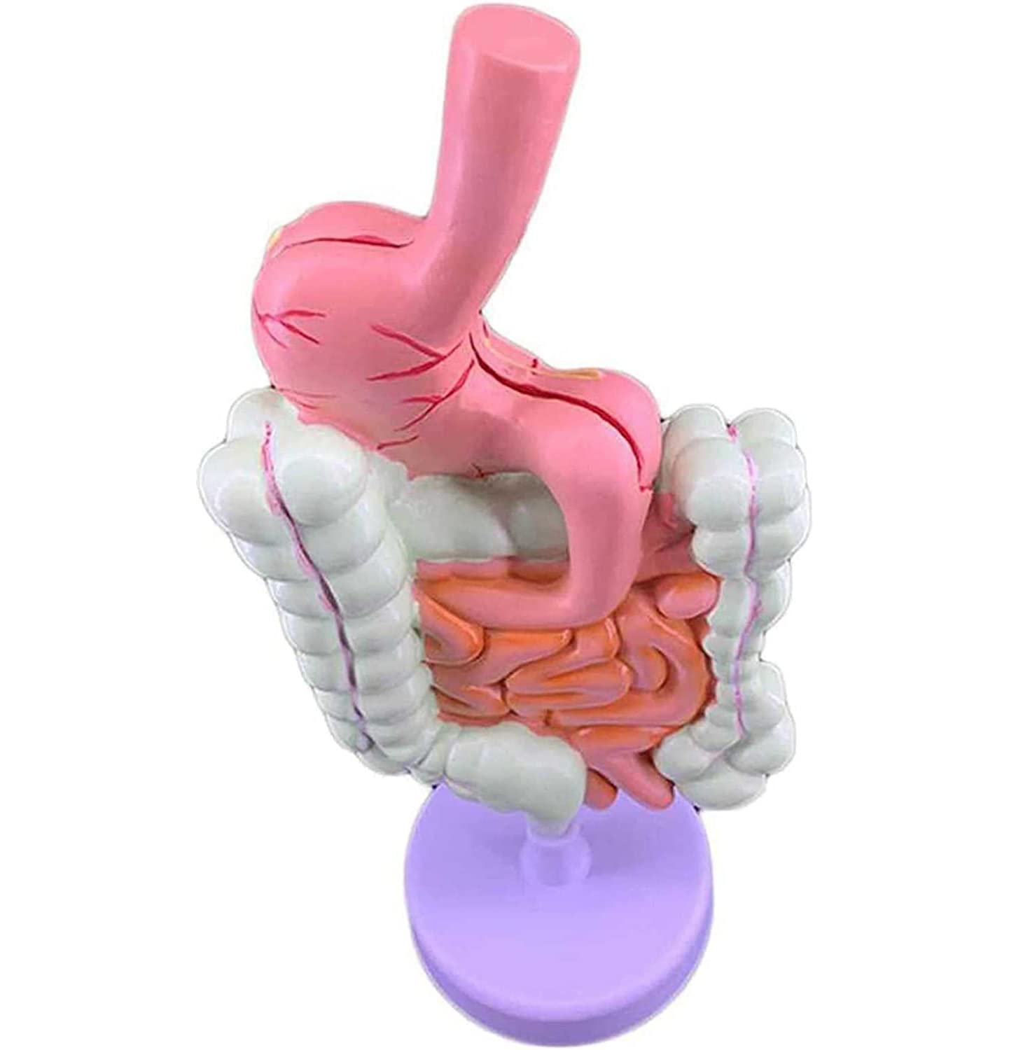 Modello intestinale colorettale Modello autonomo di digestione Umana, intestino crasso e Due organi rettali e duodenali e intestinali. Anatomia gastrointestinale Speciale Medica