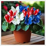 Exótica4-Curiosos-Serenos-Exclusivos-Vivaces-Rizomas de Hosta-Cuidado Sencillo y Gran Adaptabilidad-15 Rizomas-J