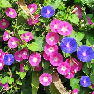 300+ Mixed Morning Glory Seeds for Planting, Wonderful Climbing Heirloom Vine, Beautiful Perennial Flowers, Non - GMO Seeds, Easy to Plant 300+ Mixed Morning Glory Seeds for Planting, Wonderful Climbing Heirloom Vine, Beautiful Perennial Flowers, Non - GMO Seeds, Easy to Plant