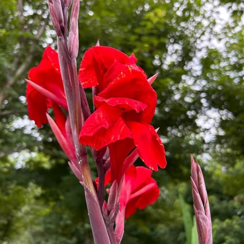 4 pcs Canna Knollen Winterhart Blumenzwiebeln Mehrjährig Winterhart, Frühlingsblumen Cannas Blumenzwiebeln Blumen Winterhart, Bienenfreund Bonsai Topf Blumenwiese Topfpflanzen Deko
