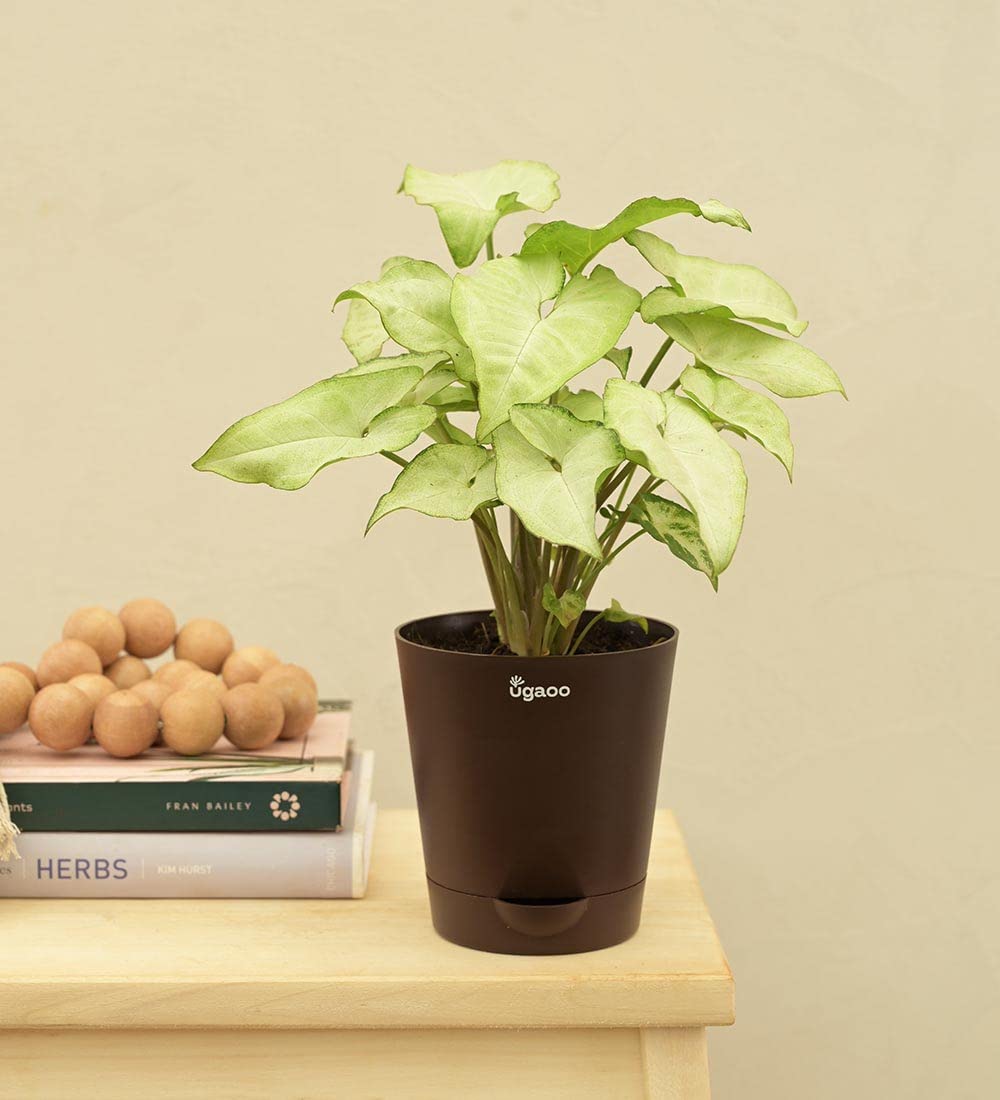 UGAOO Syngonium White Butterfly Natural Live Indoor Plant with Pot (B09PF3V94K) Amazon Price History, Amazon Price Tracker