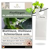 Florfliegenlarven gegen Wollläuse, Blattläuse, Thripse & Spinnmilben – 1 praktische Karte zum Aufhängen – effektiv für Gemüse, Zierpflanzen & mehr