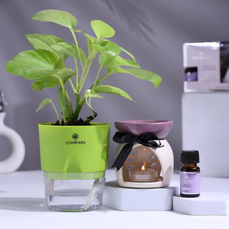 FlowerAura Premium Air Purify Live Money Plant In Self Watering Pot With Scented Oil Burner For Home & Office Decor, Christmas Gift, New Year Gift, Anniversary Gift & Birthday Gift (Same Day Delivery)