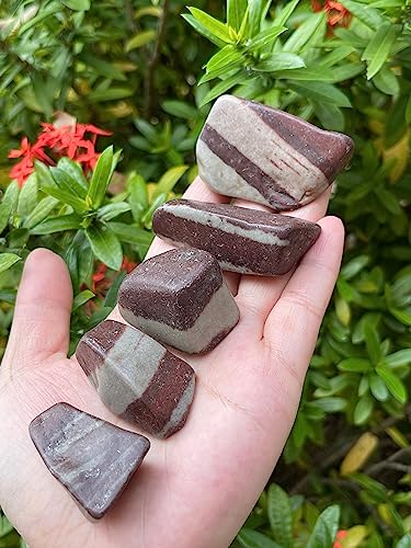 Image of GAF TREASURES 1 /2 LB Shiva Lingam Tumbled Stones, Polished Shiva Lingam Gemstone, Shiva Lingam Healing Crystals (Shiva Lingam)