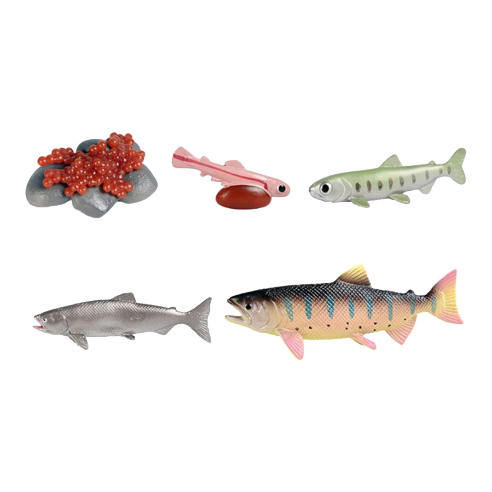 RNXRZANK Life Cycle of Salmon Toys Teaching Materials Preschool Farm