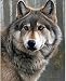 DIY 5D Diamond Painting Kits for Adults Full Drill, Paintings Pictures Arts Craft for Home Wall Decor，5D Painting Diamonds Kit Wolf(11.8 x 15.8 in) (Wolf)