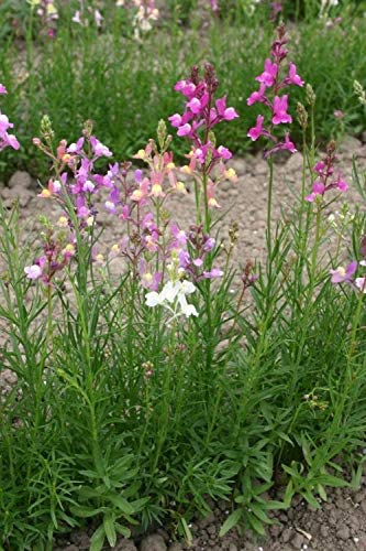"Northern Lights" Toadflax Flower Seeds For Planting, 5000+ Seeds Per Packet, (Isla's Garden Seeds), Non Gmo & Heirloom Seeds, Botanical Name: Linaria Maroccana, Great Home Garden Gift #TOP3