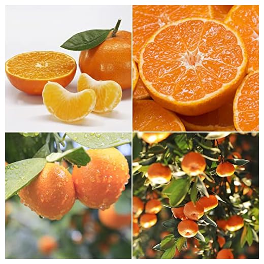 LOUISECON Seedless Citrus Orange Tree Seeds Delicious Navel Oranges 1-2 ft Indoor/Outdoor Fruit Tree Tasty and 30 Seedless