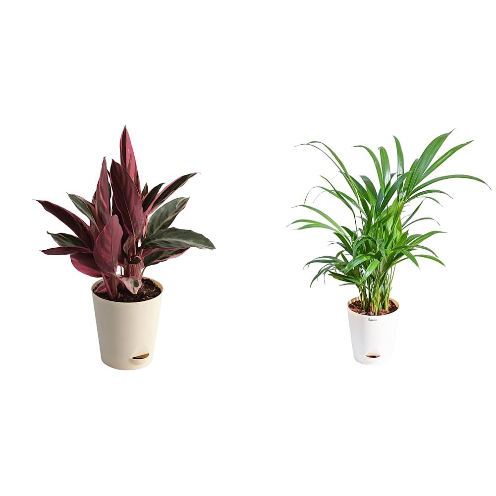 See full amazon price history chart for UGAOO Stromanthe Triostar Plant with Self Watering Pot - Medium UGAOO Stromanthe Triostar Plant with Self Watering Pot - Medium (B08P8RDD25) Amazon Price History, Amazon Price Tracker
