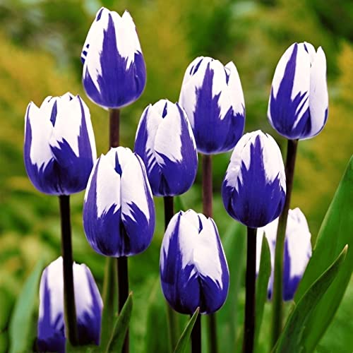 Blumenzwiebeln In Geschenkverpackung - Zwiebeln Winterhart, Frühblüher Knollen Steckzwiebeln