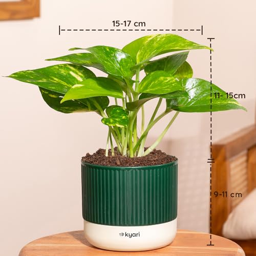 Image of Kyari Combo of 3 Indoor Plants - Lucky Jade, Golden Hahnii, Money Variegated with Green Self Watering Pot 4 Inch - Live Plants for Home Decor, Living Room, Office Desk - Air Purifying Vastu Plant Set