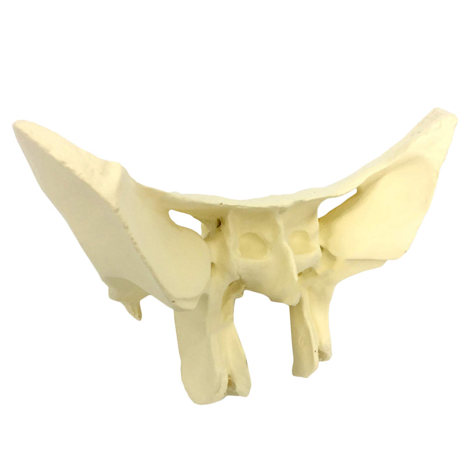 sjdoPulse Human Sphenoid Bone Model - 3 Times Magnification Sphenoid Bone Anatomical Model - Human Sphenoid Enlargement Anatomical Model - for Study Teaching Display (A)