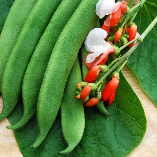 Buy4seeds Runner Bean Painted Lady 60 Seeds Easy to Grow