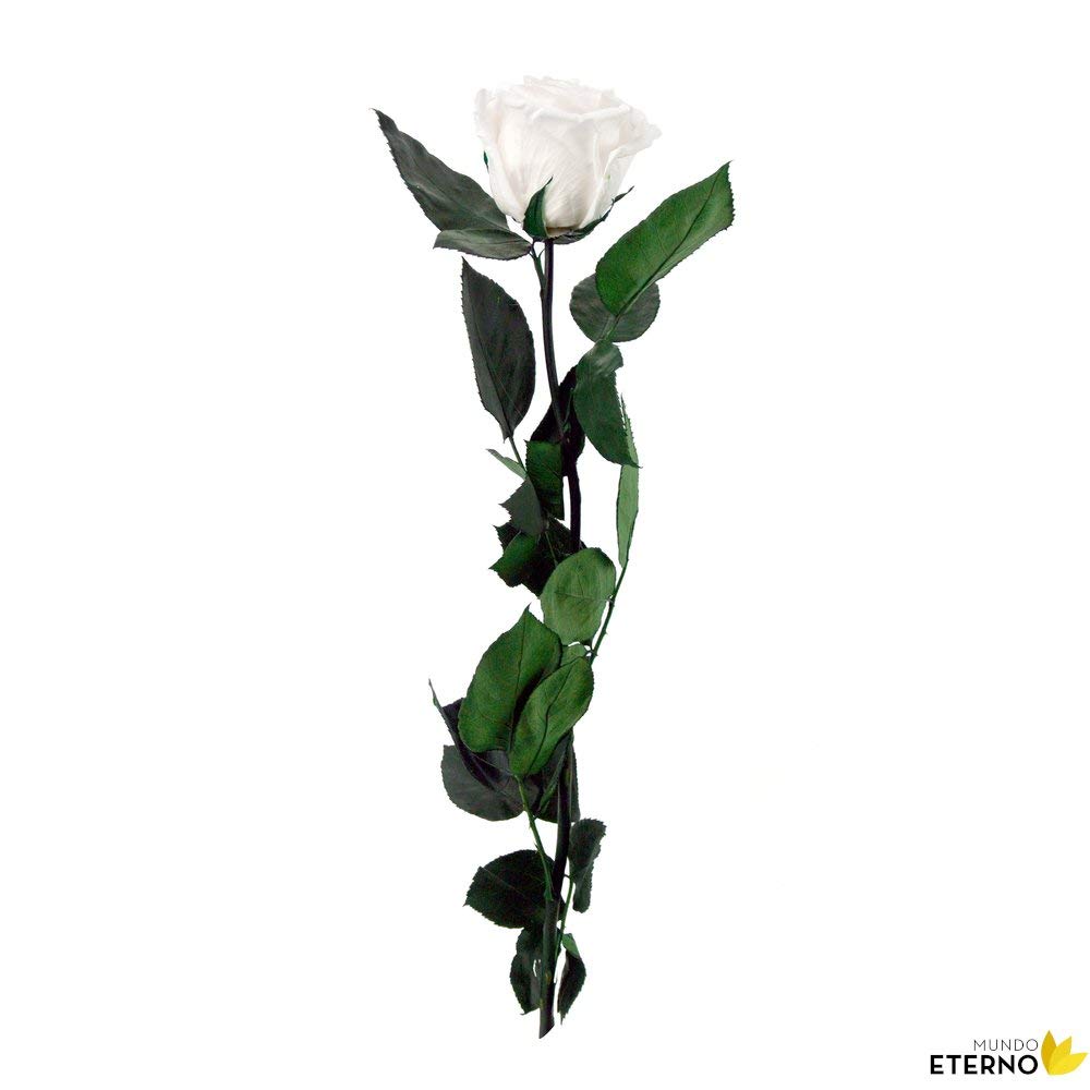 Mundo Eterno | Ramo de 6 Rosas Preservadas Blancas | Rosa Eterna Natural | Regalo Elegante y Decorativo | Larga Duración | Sin Cuidados | Ideal para Detalles Especiales