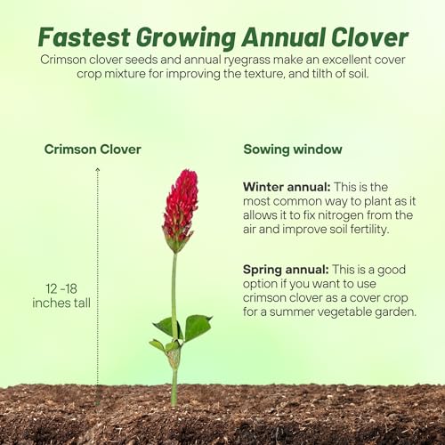image for Outsidepride Crimson Clover Seeds - 40 lbs. Annual, Nitrocoated, & Ino