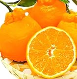 【デコポン/大玉限定�