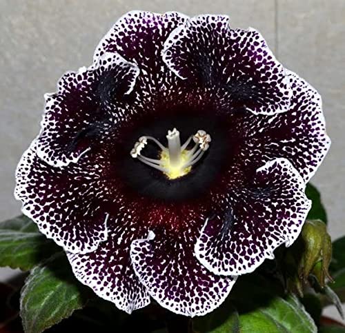 Imported Gloxinia Double Mix Colours Flowers Bulbs For Home Garden (Pack of 3 Big Size Flowers Bulbs)