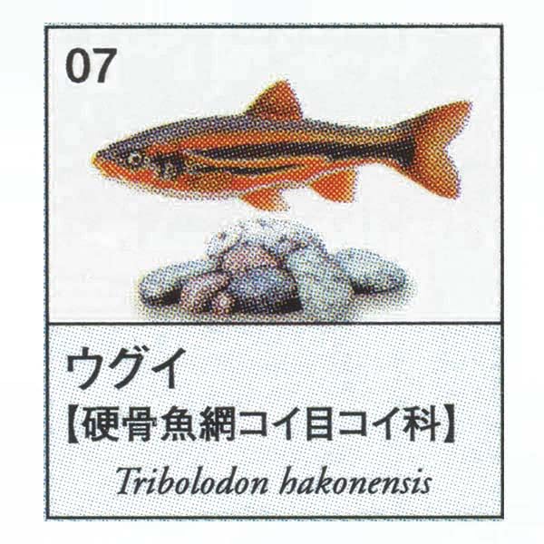 Amazon | 原色図鑑シリーズ5 原色淡水魚図鑑1 ウグイ ユージン