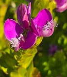 Polygala Myrtifolia Sweet Pea Shrub, Live Plant in 5 Gallon Pot, Purple Flowering