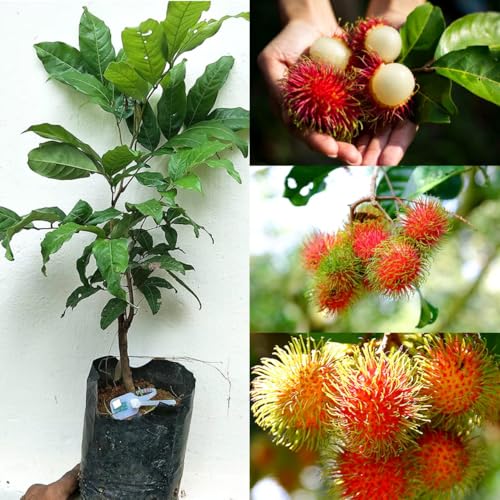 Rambutan Live Fruit Tree Grafted Healthy Tropical Plant 2 Feet Height Red Rambutan Fruit Plant Rare Hybrid Exotic Variety Organic Gardening Tree (Pack of 1)