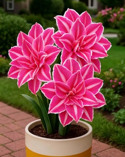 Amaryllis Hippeastrum Bulbs Spectacular Blooms Hardy and Perfect for Garden LoversHardy Perennial Excellent Display-1bulbs-V
