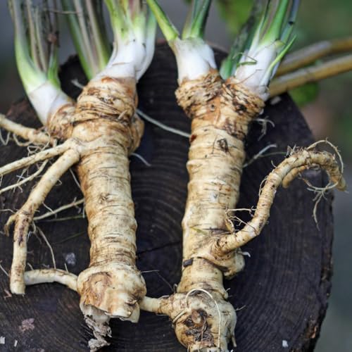 semi di rafano biologici, copertura del terreno 300pcs